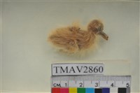 藏品(鳩鴿)的圖片